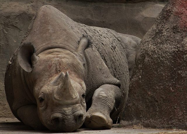 1093797_717243184969611_399604055_o