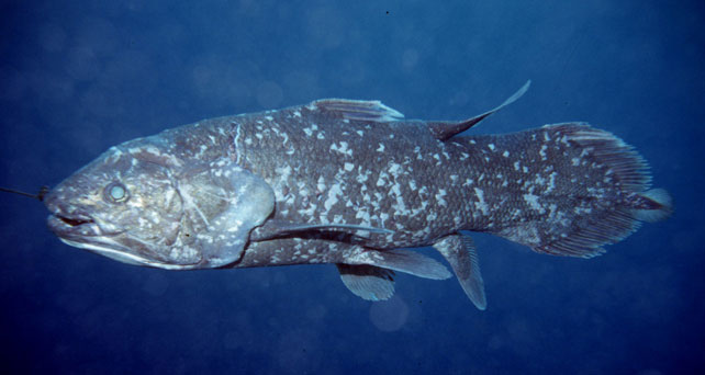 indonesia_coelacanth