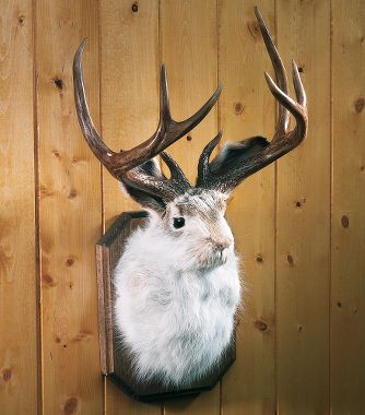 jackalope