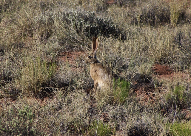 Desert Jackrabbit