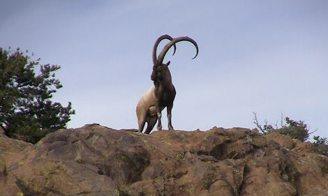 Ibex-3