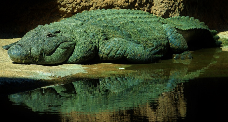 photo of a Sleeping alligator